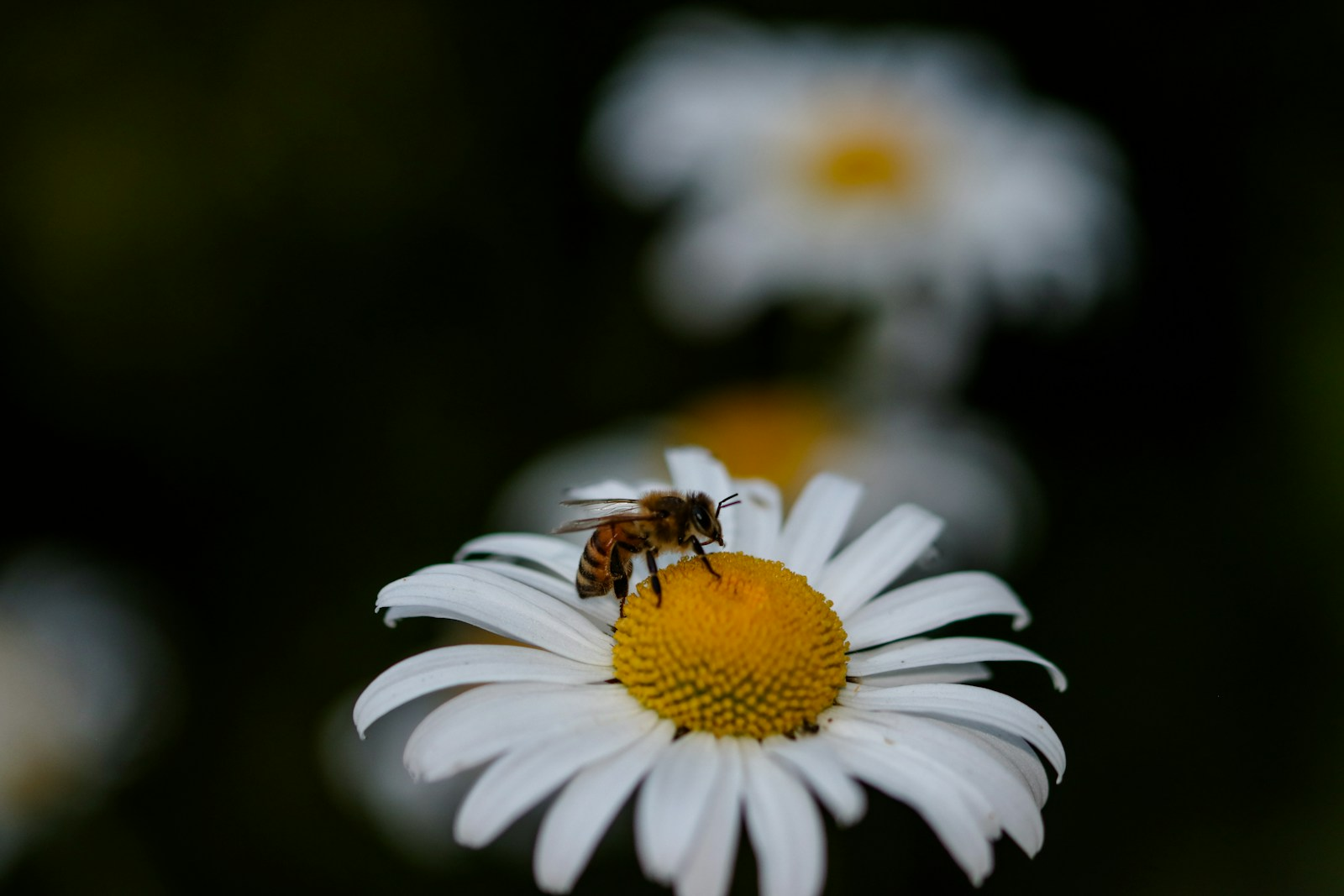 Malta's Little Bee: I Am the New National Insect!