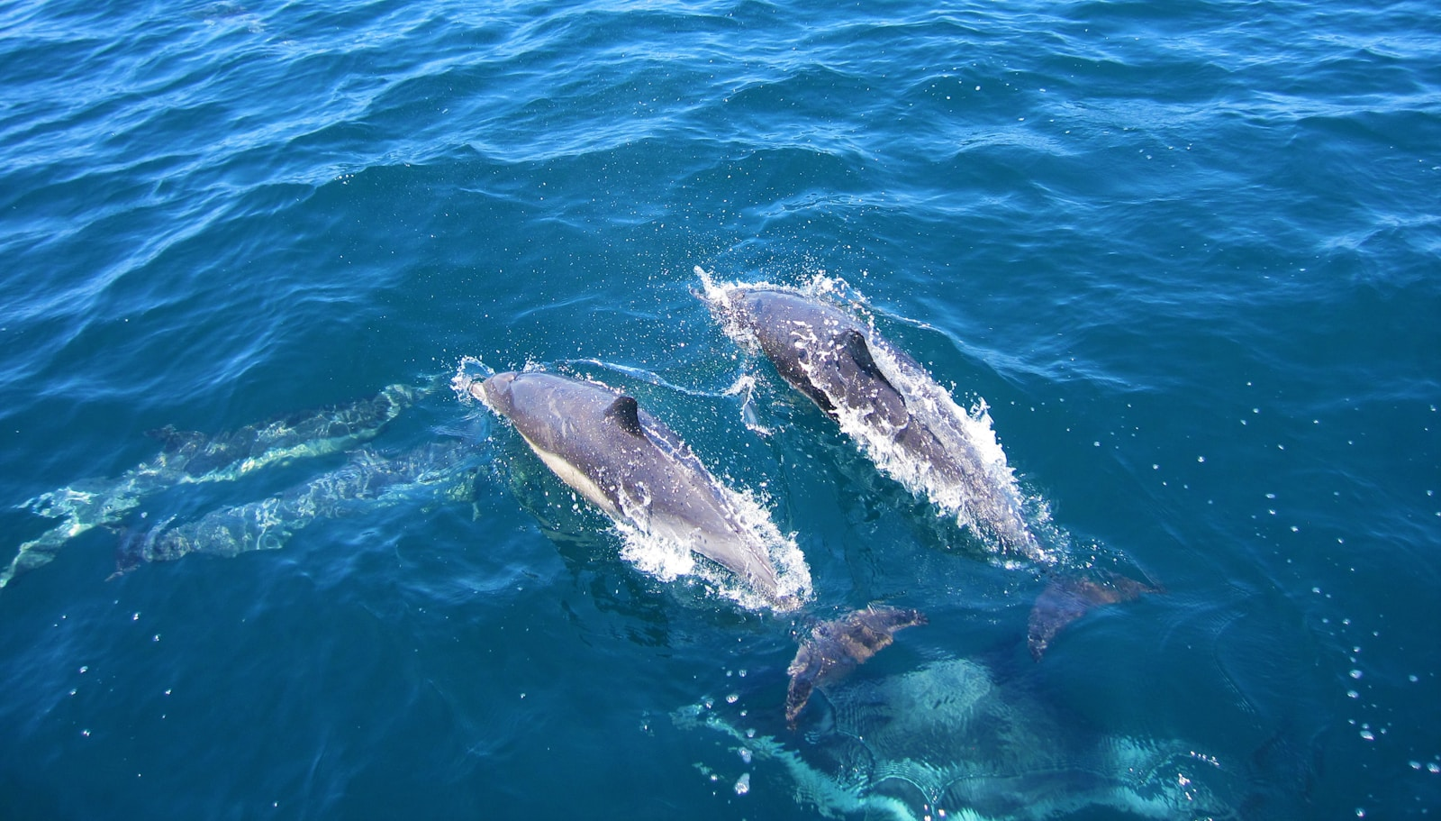 Did You Know You Can Watch Wild Dolphins Play in Malta?